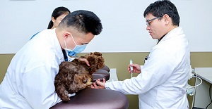 狗狗怎么驅蟲?