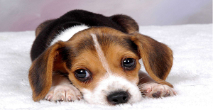 狗打狂犬疫苗多少錢?貴不貴？