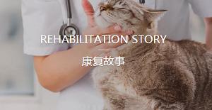 貓咪生病怎么辦?貓醫院哪里找?
