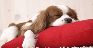 狗狂犬疫苗多久打一次?有規律嗎?