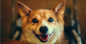 狗狗狂犬疫苗多久打一次?有哪些注意事項?