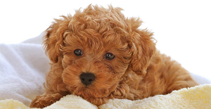 狗狗狂犬疫苗多少錢?是不是很貴?