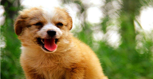 狗狗狂犬疫苗多少錢？