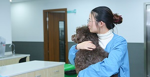 狗打狂犬疫苗多少錢？應(yīng)該如何接種？