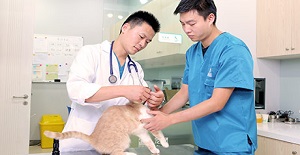 貓吐了是怎么回事兒？該怎么辦？