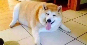 犬瘟可以治好嗎？寵物醫生在線咨詢