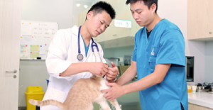 貓傳腹怎么得的？寵物醫生在線咨詢
