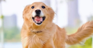 犬瘟?xí)魅窘o狗嗎？