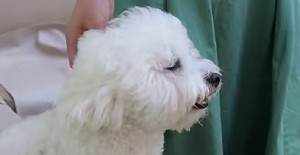 狗狗冬天睡覺需要蓋被子嗎？