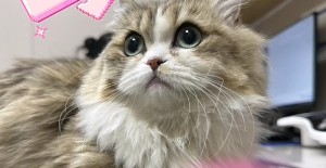 幼貓呼吸急促全身無力？