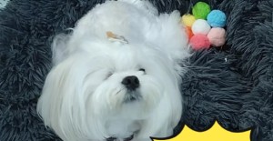 狗狗著涼不吃東西怎么辦？