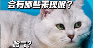 貓咪吃了瓜子殼干嘔怎么辦？