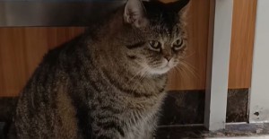 小貓不張嘴不吃奶咋辦 ？