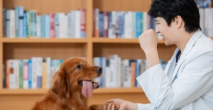 狗狗鼻子掉色，怎么回事？