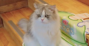 怎樣給貓體外驅蟲？