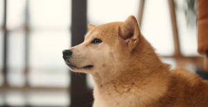 狗狗冬天掉毛嚴重什么原因？