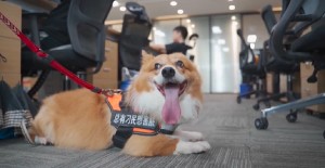 狗狗吐血水是怎么回事？