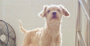 狗狗呼吸急促是怎么回事？